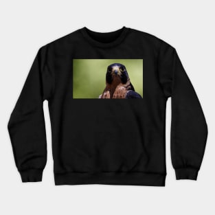 Peregrine Falcon Crewneck Sweatshirt